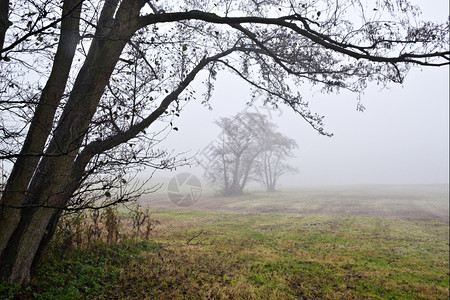 在荷兰瓦塞纳尔的Lentevreugd雾中景观树木多雾路段图片