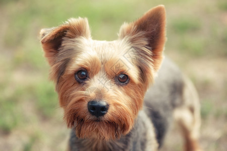 约克夏梗犬户外玩耍图片