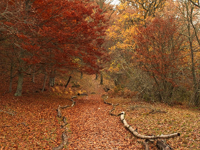 著名的欧洲季节秋天山毛榉森林蒙特霍德拉塞山毛榉森林马德里西班牙图片