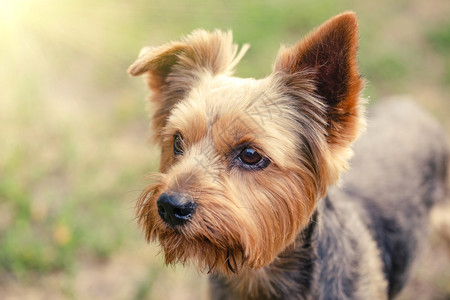 约克夏梗犬户外玩耍图片