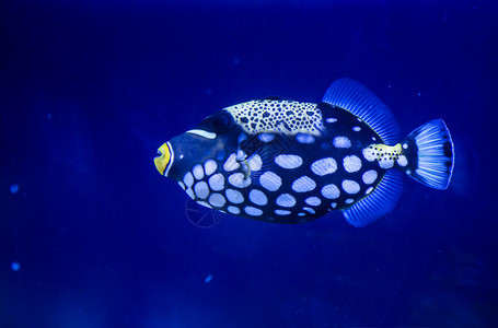 水下石头和沙蓝鱼背景的气泡水下生命以及游泳动物热带图片