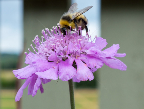 蜜蜂从花朵中收集粉的蜜蜂舌头黑色红图片