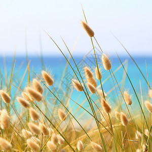 海滩柔软的洋拉古鲁斯奥瓦图生长在沙丘上图片