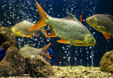 水族馆里的鱼图片