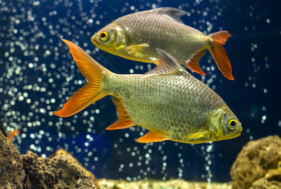 水族馆里的鱼图片