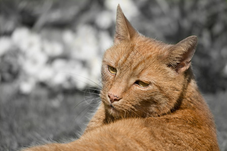 耳朵姜汤姆猫绿眼睛的家养说谎雄猫图片