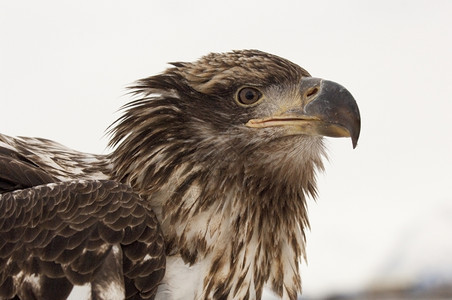 野生动物年轻的美国秃鹰肖像蓝天空背景阿拉斯加秃鹰动物图片