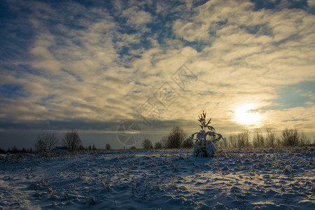 寒冷的12月天日落阳光下美丽的冬季雪地风景白色的十二月树木图片