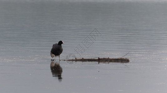 一只欧亚水鸟独立在漂浮的圆木上笨人湖水禽图片