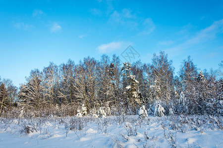 俄罗斯白色的木头美丽冬季风景在12月寒冷的一天有雪覆盖树木天空晴朗图片