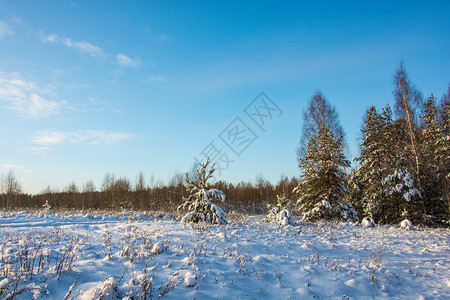 美丽的冬季风景在12月寒冷的一天有雪覆盖树木天空晴朗白色的木头冷若冰霜图片