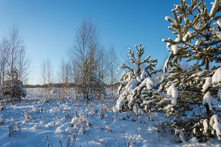 景观清除美丽的冬季风景在12月寒冷的一天有雪覆盖树木天空晴朗头图片