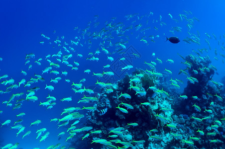 野生动物景观蓝色的红海珊瑚和蓝水野生物背景的鱼类浅滩图片