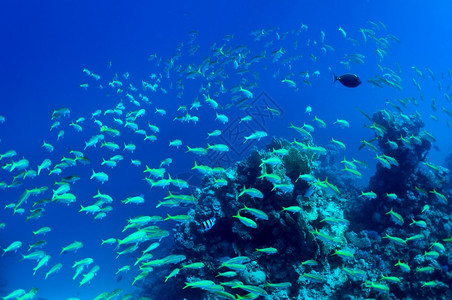 野生动物景观蓝色的红海珊瑚和蓝水野生物背景的鱼类浅滩背景图片