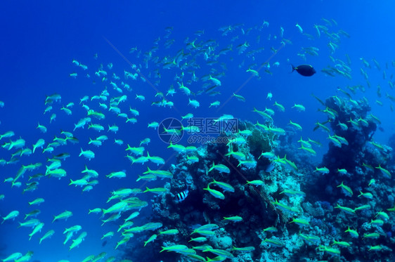 野生动物景观蓝色的红海珊瑚和蓝水野生物背景的鱼类浅滩图片