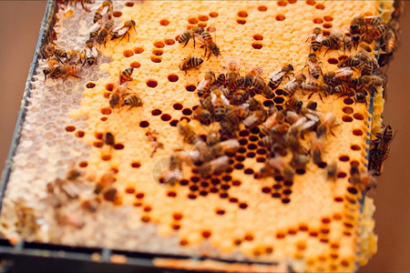 自然木制的带工作蜜蜂窝巴西图片