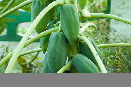 生长身体绿色木瓜新鲜在房子花园种植的树上食物图片