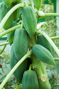 叶子食物种植园绿色木瓜新鲜在房子花园种植的树上图片