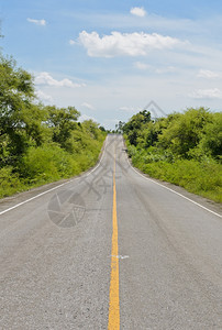 长途乡村公路小植物图片