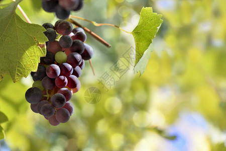 水果叶子农业一棵黑葡萄在太阳的光下在树丛中生长图片