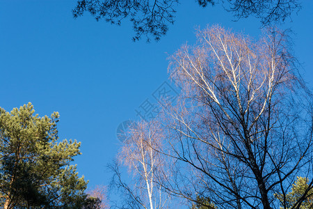 蓝天下美丽的桦树图片