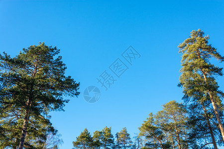 蓝天下美丽的桦树图片