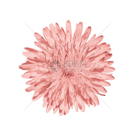 自然明亮的珊瑚花朵紧贴鲜头白背景的丹德利翁花朵紧闭白背景的丹迪利昂花朵绽放有色图片