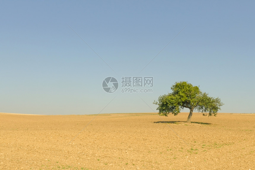 外部农田天空带单独树的景观图片