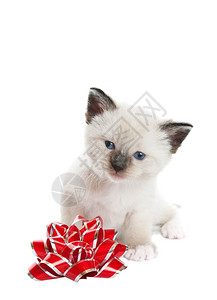 猞猁点年轻的一只小雪鞋林克斯点的暹驼小猫坐在红和银花弓旁边在白色背景下拍摄暹罗图片