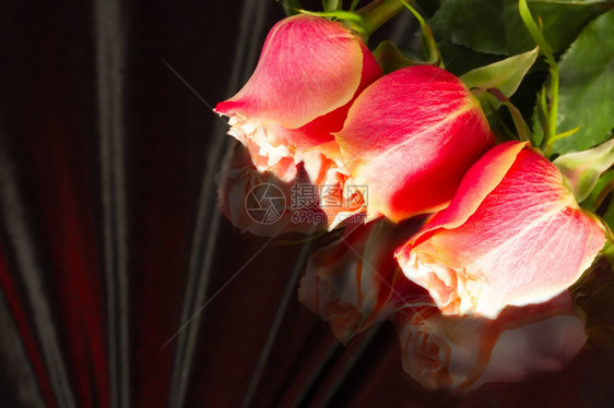 花的好极了反射黑暗背景上美丽的野生红桃花朵图片