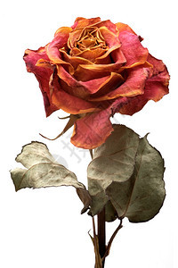 质地枯萎植物群单干玫瑰白色背景的单干玫瑰孤立图片