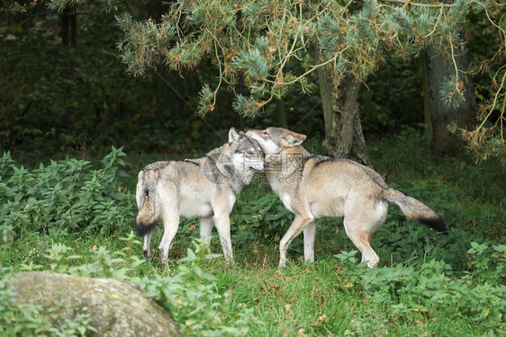 狼队户外野在大自然中玩耍危险的图片