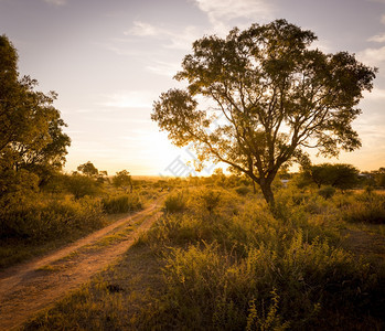 日落光束在非洲一条公路上下方周围有树木和长草梁冒险夏天图片