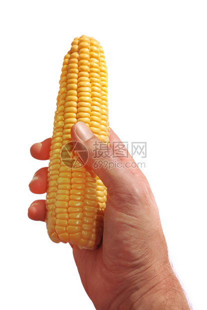 健康有用农业男人手握黄色的玉米白与隔绝图片