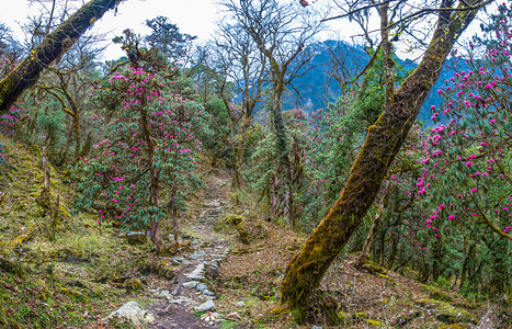 尼泊尔杜鹃花旅行尼泊尔春日Rhododendentron森林的景象山丘跋涉自然背景