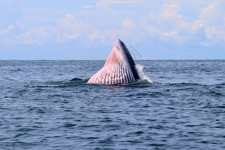 泰国湾的Brydersquos鲸或Edenrsquos鲸布鲁达海洋图片
