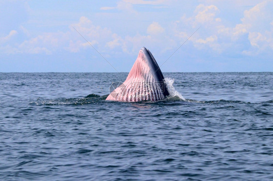 泰国湾的Brydersquos鲸或Edenrsquos鲸布鲁达海洋图片