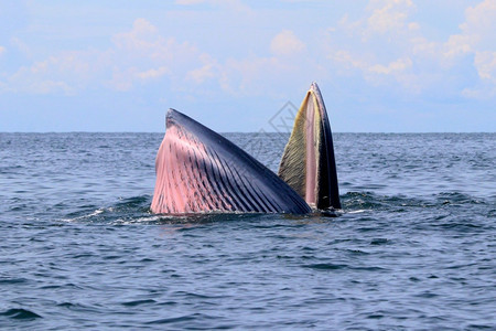 天空泰国湾的Brydersquos鲸或Edenrsquos鲸灰色的野生动物图片