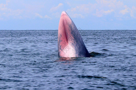 哺乳动物泰国湾的Brydersquos鲸或Edenrsquos鲸吃图片