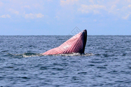 泰国湾的Brydersquos鲸或Edenrsquos鲸或者海洋图片