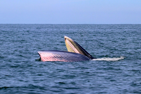 海湾哺乳动物泰国的Brydersquos鲸或Edenrsquos鲸荒野图片