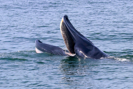 鱼野生动物泰国湾的Brydersquos鲸或Edenrsquos鲸荒野图片