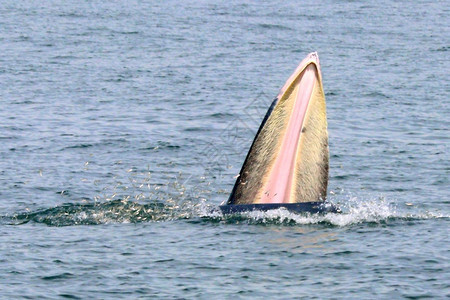 荒野泰国湾的Brydersquos鲸或Edenrsquos鲸蓝色的水图片