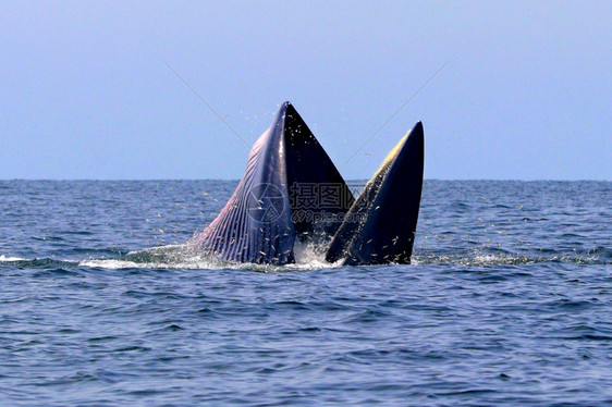 或者天空生活泰国湾的Brydersquos鲸或Edenrsquos鲸图片