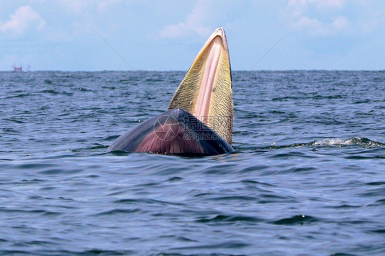 天空动物泰国湾的Brydersquos鲸或Edenrsquos鲸海湾图片