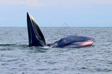 荒野天空海泰国湾的Brydersquos鲸或Edenrsquos鲸图片