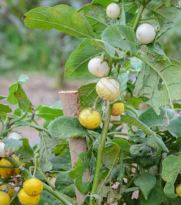 水果花园收成泰国在树上加茄子图片