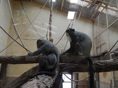 哺乳动物猴子图片