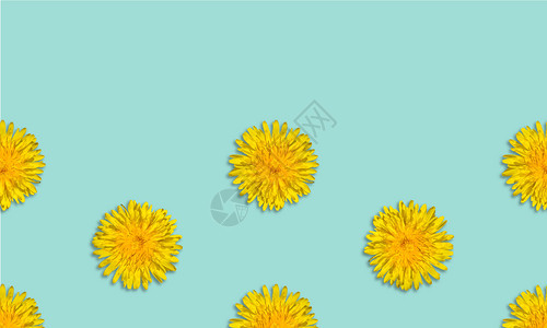 叶子横幅花园蓝色背景的黄花朵Dandelion花夏月背景关闭复制空间图片