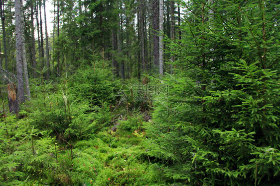 长满毛皮树的绿色森林茂密的森林高的毛皮树和灌木丛美丽的季节头图片